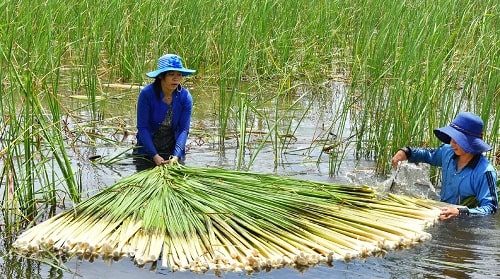 bồn bồn