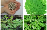 trồng hạt giống chùm ngây
