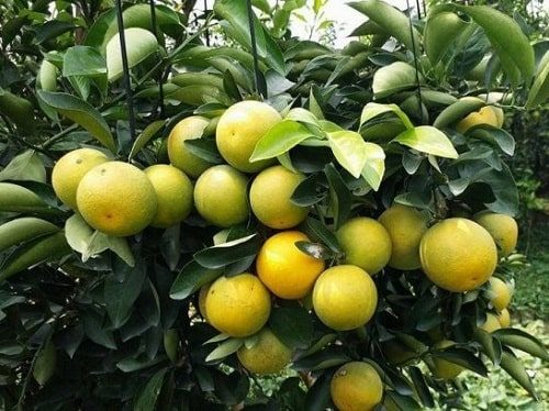 Cam xoàn lai vung sai quả