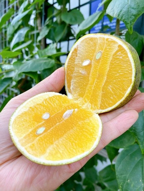 Cam xoàn tốt cho mọi đối tượng sử dụng