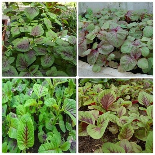 công dụng của rau dền khoang