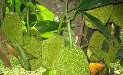 Mít thái xanh vào mùa thu hoạch