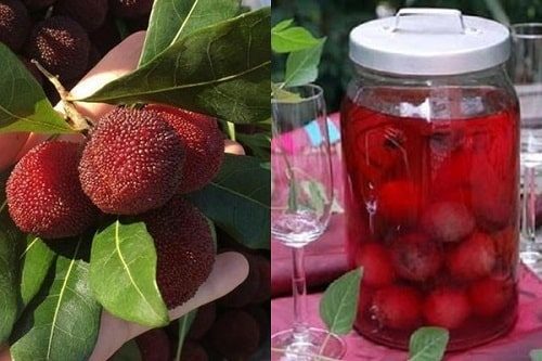 Quả thanh mai ngâm giải khát