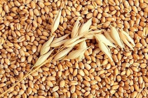 mầm lúa mạch
