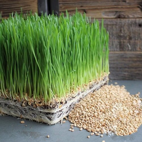 trồng mầm lúa mạch