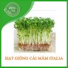 hat-giong-cai-mam-italia