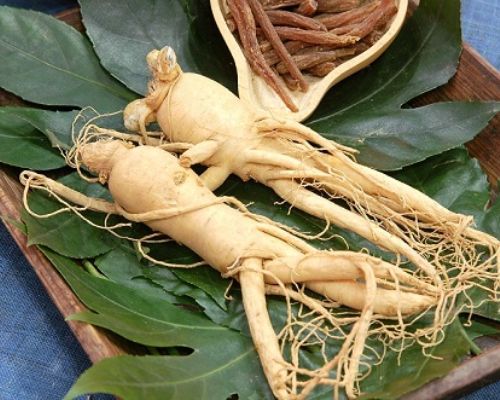 cong-dung-nhan-sam