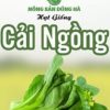 hat-giong-rau-cai-ngong-dung-ha